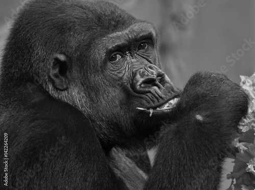 Gorilla eating a lettuce