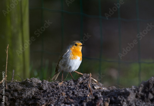 Robin looking for food on a freshly dug garden