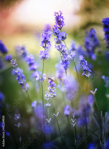 Multicolored summer close up lavender flower colorful mood with dreamy smooth background and a insect bee in the center of the photo. Colorful bokeh
