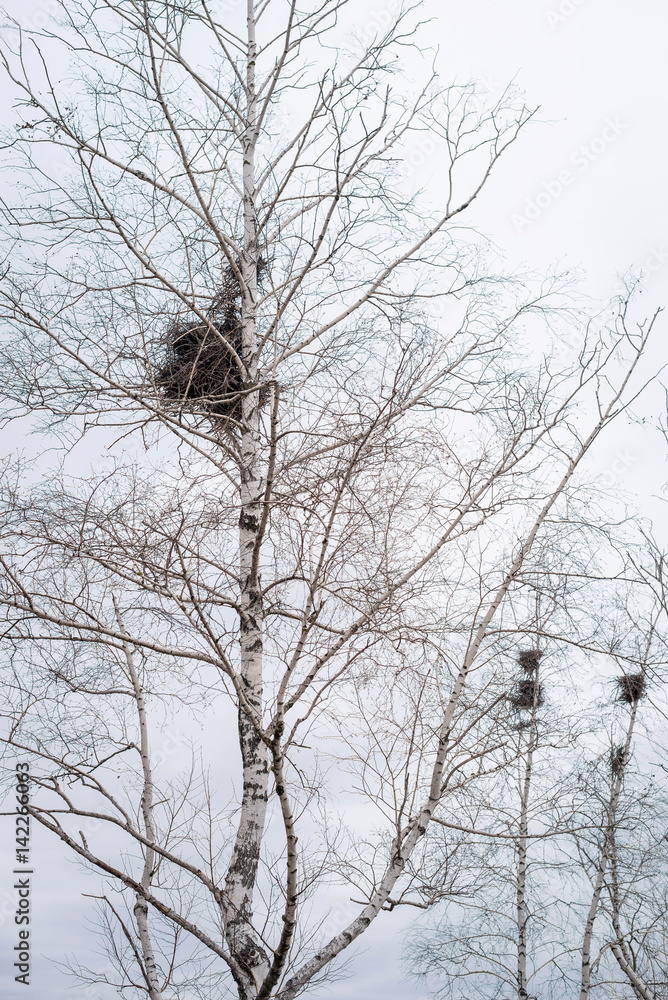 Empty bird's nest in branches of birch tree in March Empty bird's nest in branches of birch tree in March