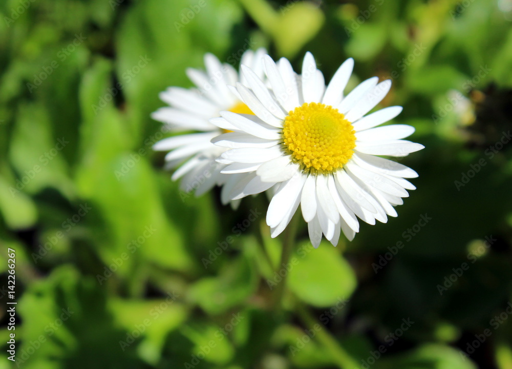 Fototapeta premium White daisies close up