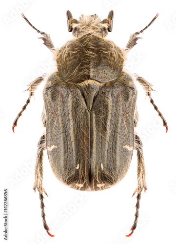 Tropinota squalida hairy rose beetle isolated on white background, dorsal view. photo