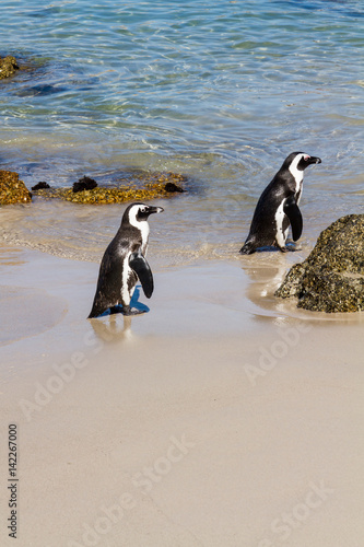 Two African Penguins on the Beach