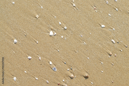 seashells on the sand for background