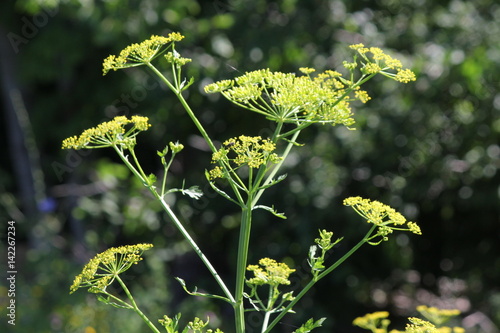 Yellow head Wild Parsnip (Pastinaca sativa) weed in poisonous stage growing in a conservation area in S.E.Ontario.  



