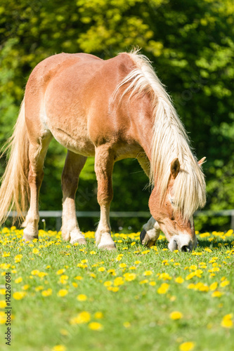 Fototapeta Naklejka Na Ścianę i Meble -  Pferd beim Grasen auf der Weide