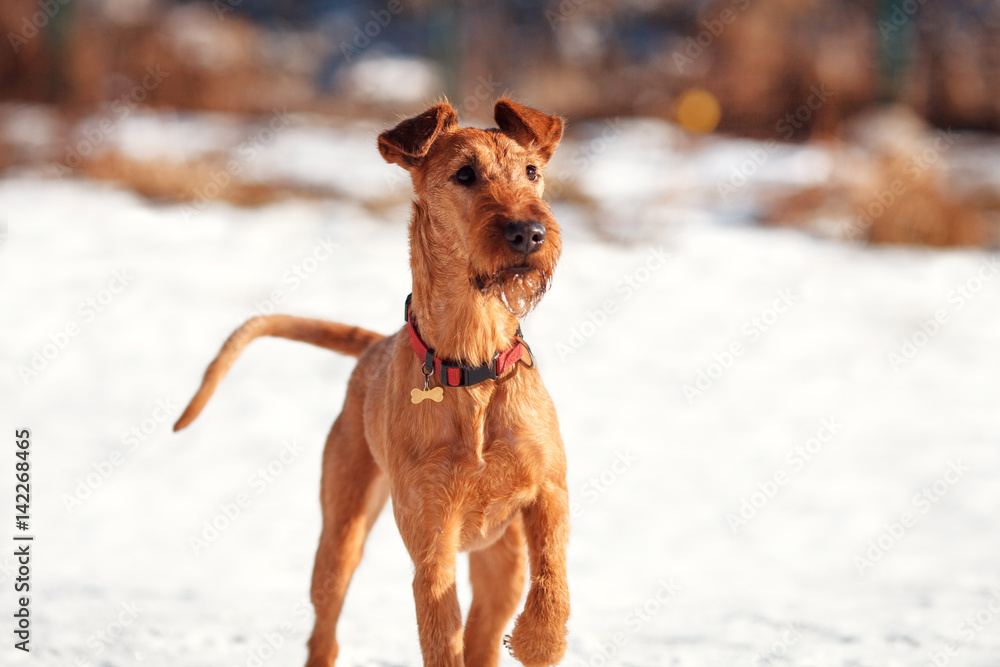 The portrait of Irish Terrier in snow