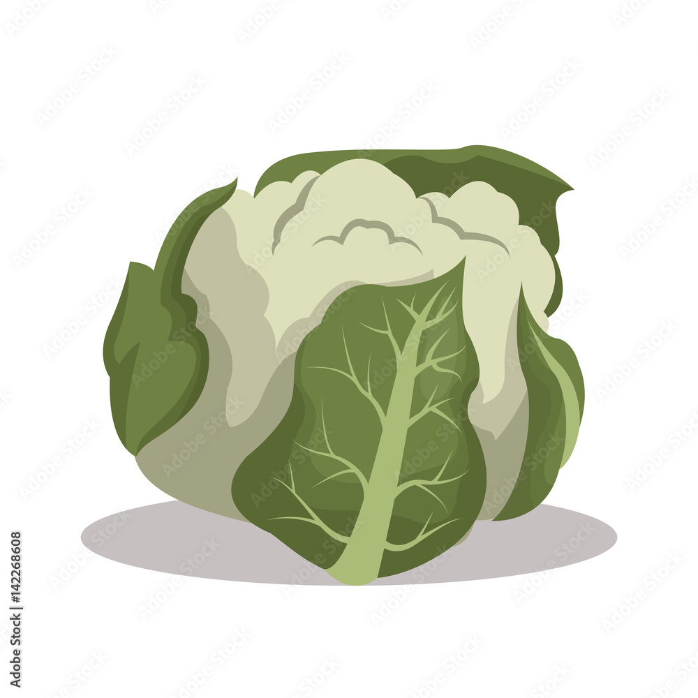 cauliflower nutrition healthy image vector illustration eps 10 cauliflower nutrition healthy image vector illustration eps 10