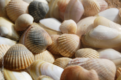 Sea shells macro background
