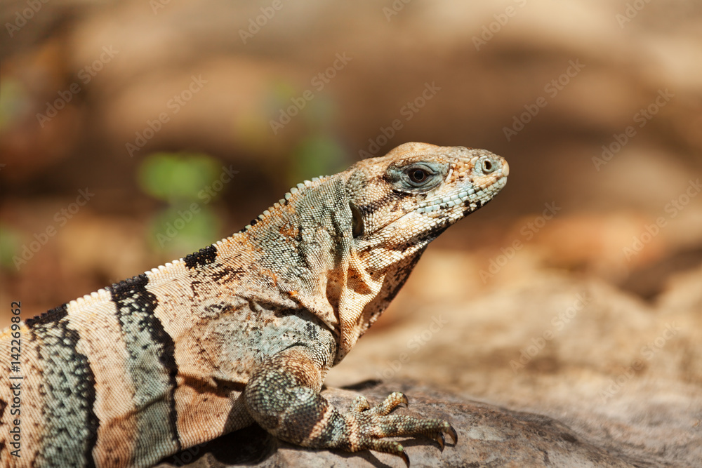 Close-up picture of Varanus sitting in the sun Close-up picture of Varanus sitting in the sun