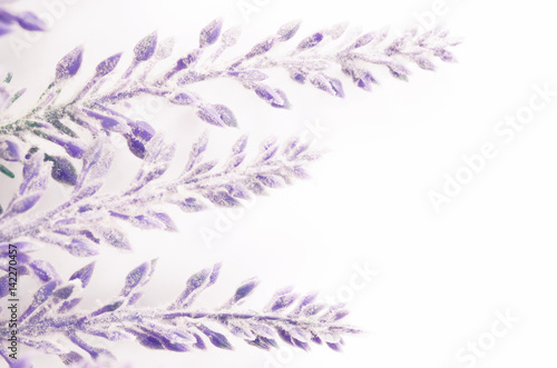 lavender flowers branch