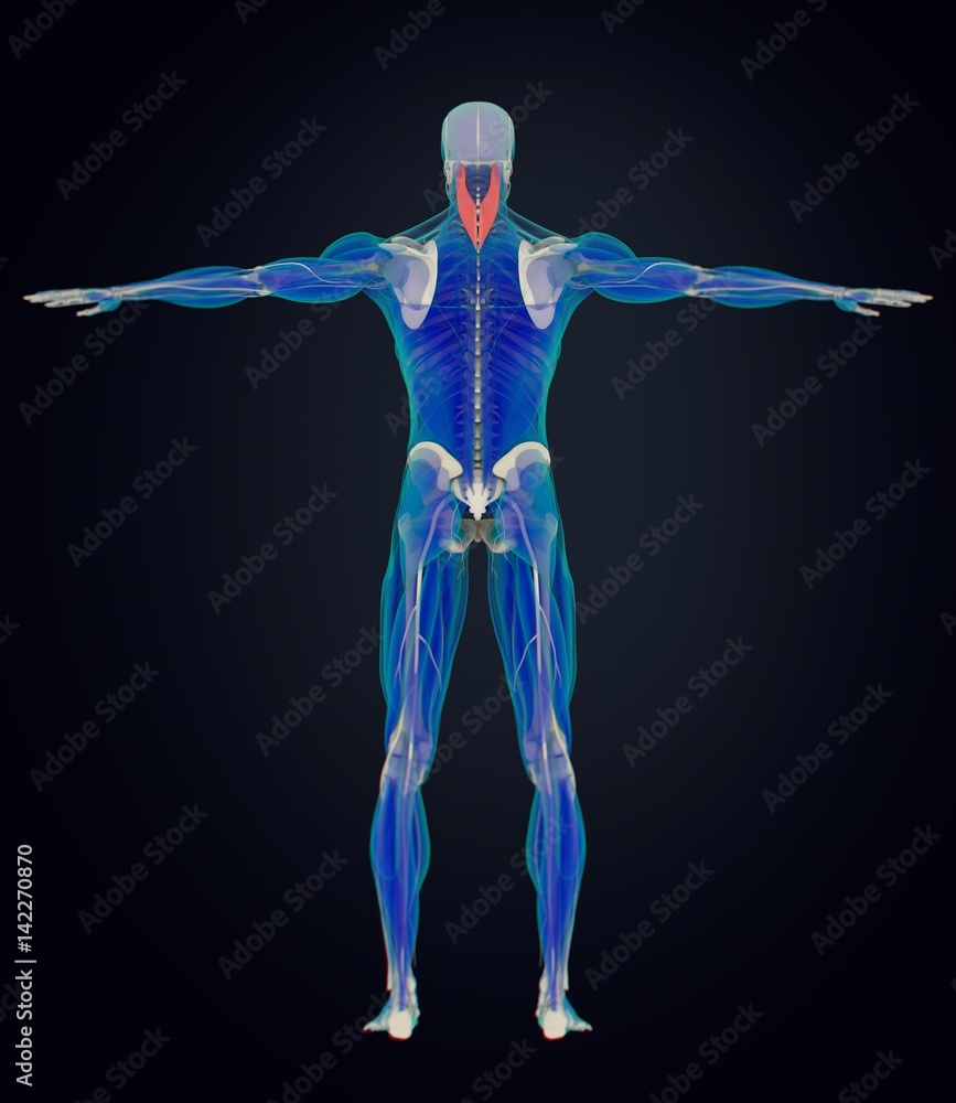 Splenius Capitis, neck muscles, stress, human anatomy. 3D illustration Splenius Capitis, neck muscles, stress, human anatomy. 3D illustration