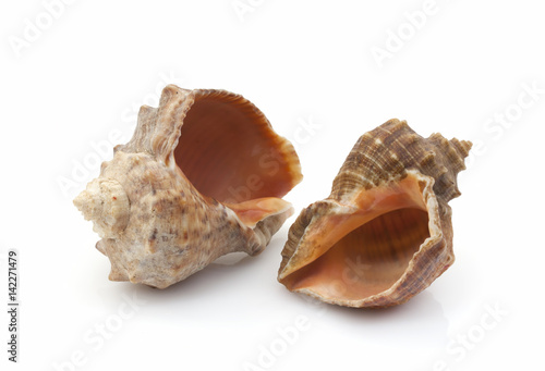 Many large sea shells on a white background