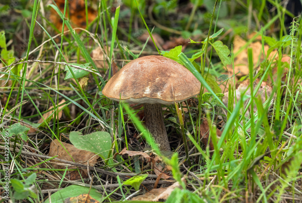 Brown Birch Bolete growing among the grass (Leccinum scabrum) Brown Birch Bolete growing among the grass (Leccinum scabrum)
