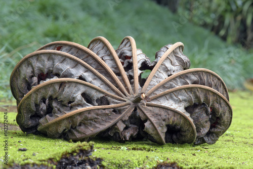 Dry Cecropia leaf on moss carpet photo