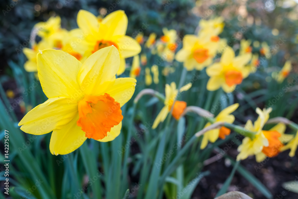 Beautiful yellow daffodil blossoming in spring time