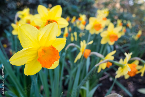 Fototapeta Naklejka Na Ścianę i Meble -  Beautiful yellow daffodil blossoming in spring time