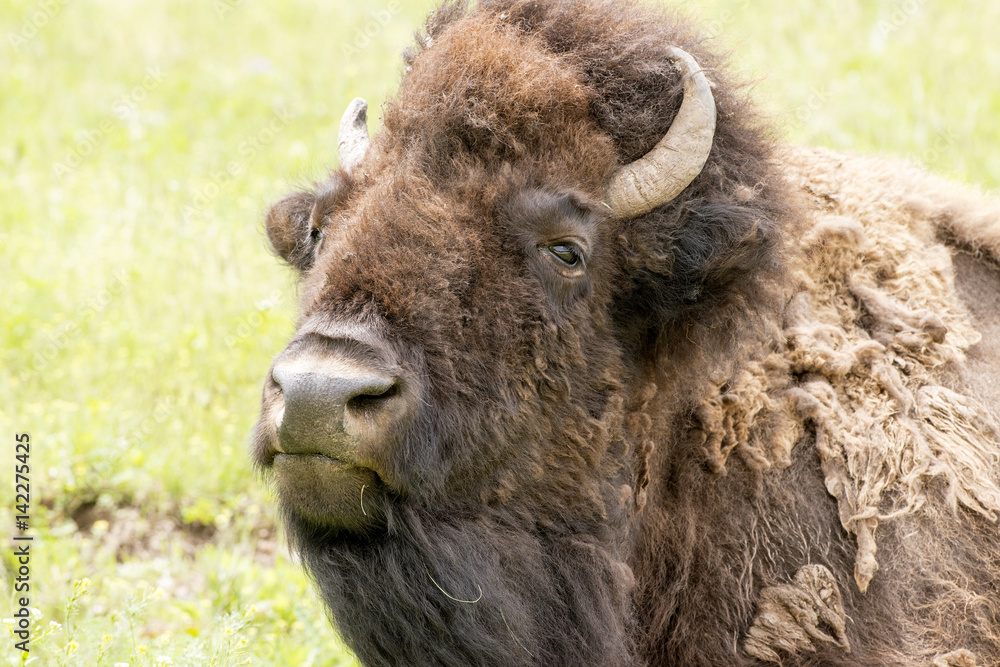 head shot of buffalo