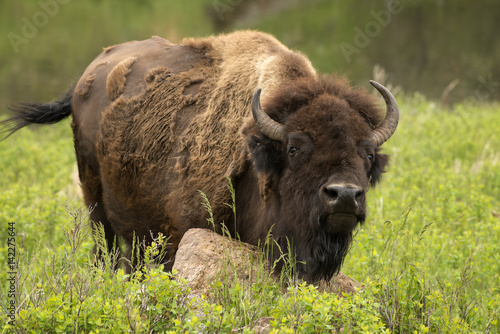 buffalo stare down