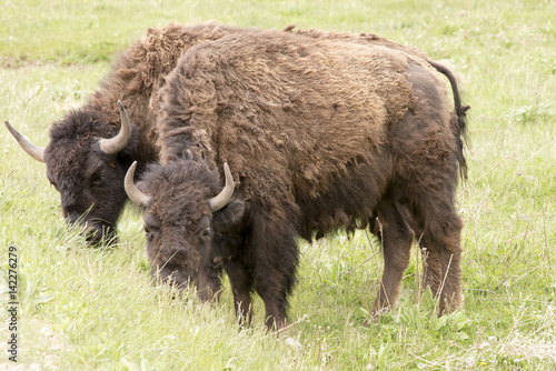 two grazing buffalo