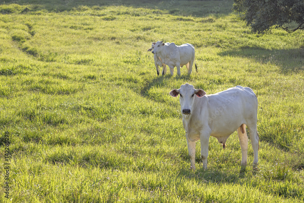 Cows grazing Cows grazing