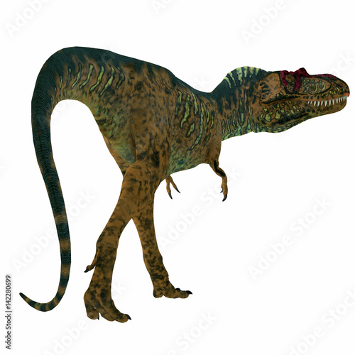 Albertosaurus Dinosaur Tail - Albertosaurus was a carnivorous theropod dinosaur that lived in North America in the Cretaceous Period.