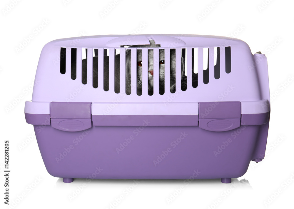 Cute funny cat in plastic carrier on white background Cute funny cat in plastic carrier on white background