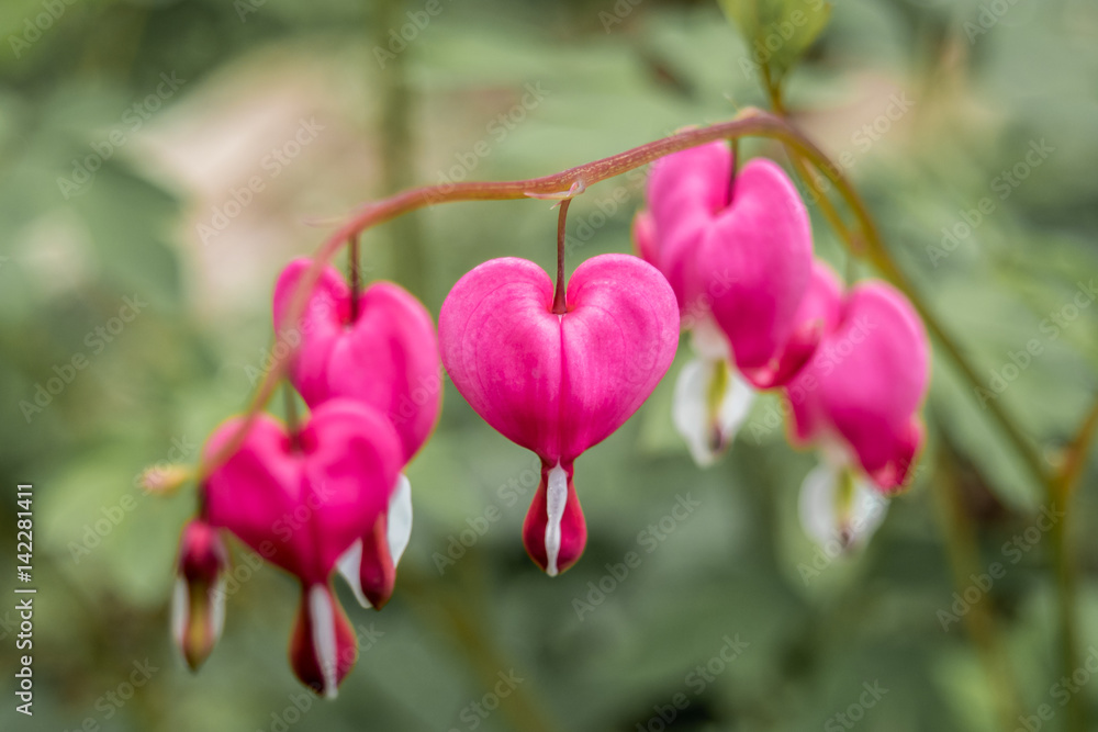 Bleeding heart flowers Bleeding heart flowers