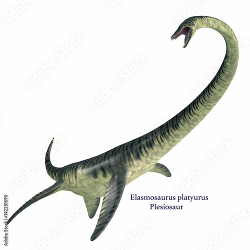 Elasmosaurus on White with Font - Elasmosaurus was a marine plesiosaur reptile that lived in North America seas in the Cretaceous Period. photo