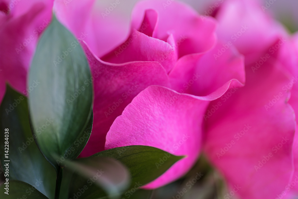 Macro pink rose 
