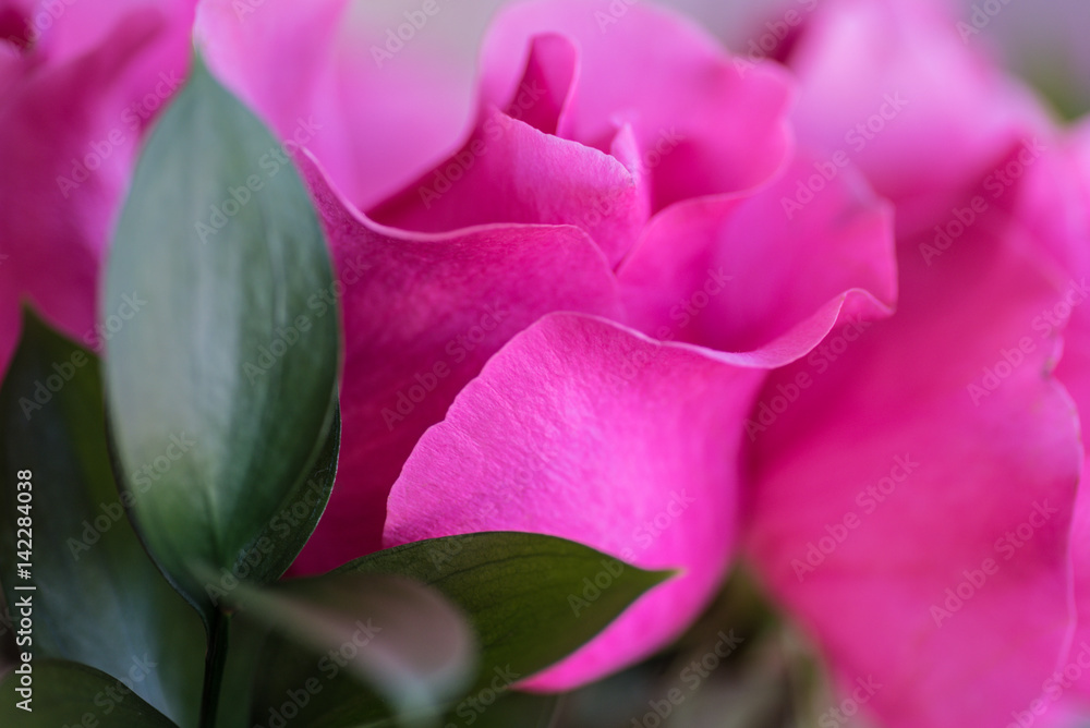 Fototapeta premium Macro pink rose