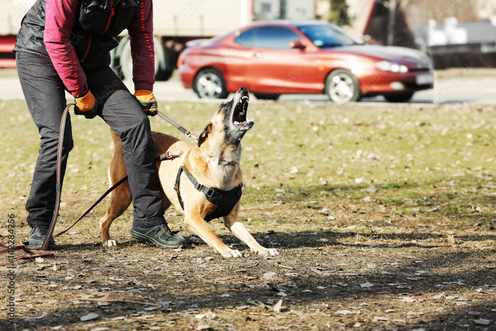 Obraz premium Training of working dog outdoors