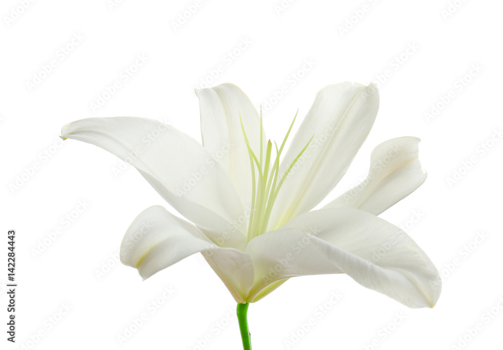 Beautiful lily on white background