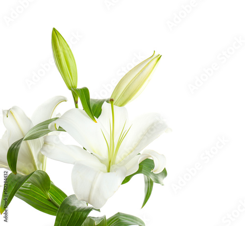 Fototapeta Naklejka Na Ścianę i Meble -  Beautiful lilies on white background