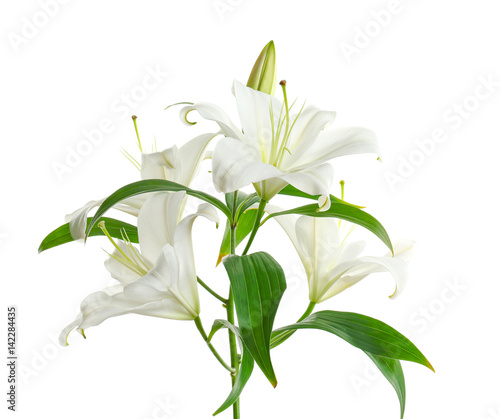 Fototapeta Naklejka Na Ścianę i Meble -  Beautiful lilies on white background