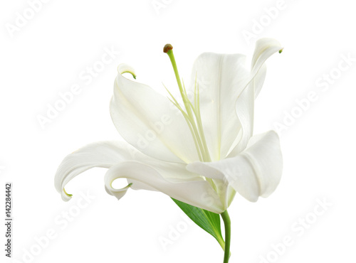 Beautiful lily on white background