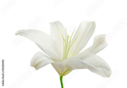 Fototapeta Naklejka Na Ścianę i Meble -  Beautiful lily on white background
