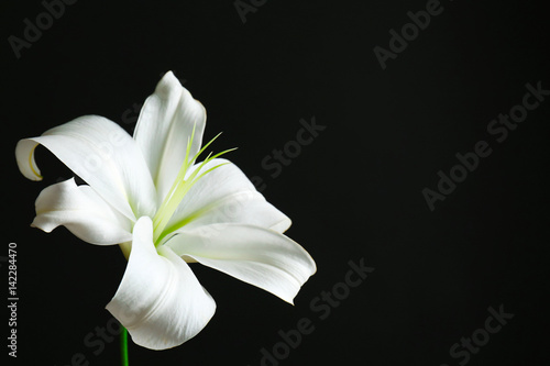 Fototapeta Naklejka Na Ścianę i Meble -  Beautiful white lily on black background