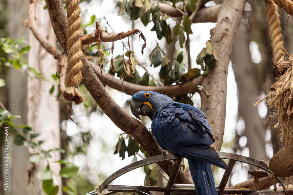 Obraz premium Hyacinth Macaw parrot Anodorhynchus hyacinthinus