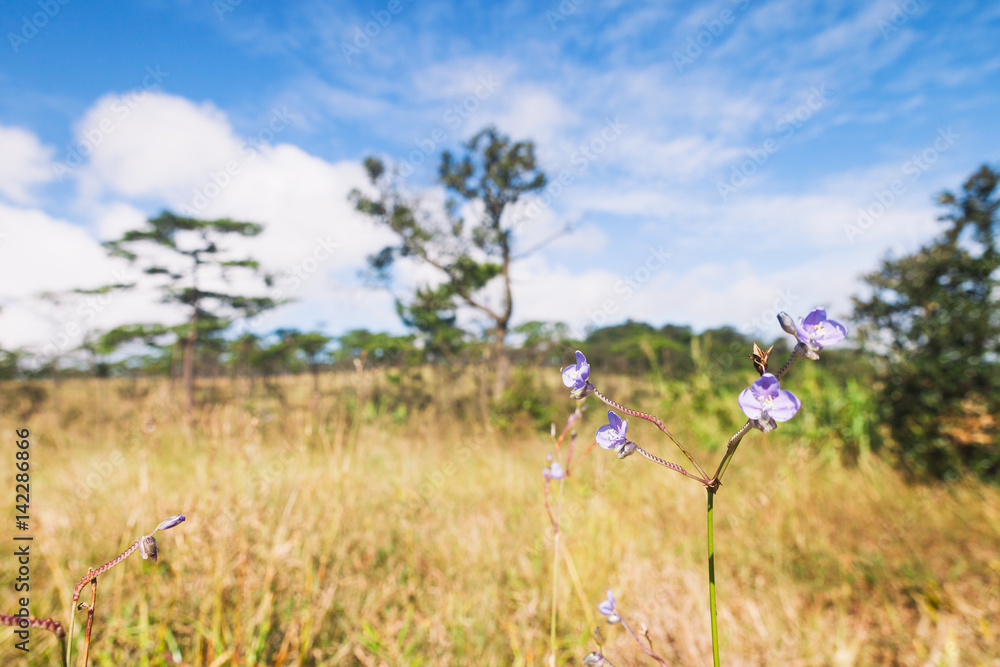 Purple flowers field (Murdannia giganteum) in sunset on Phu Soi Dao National Park, Uttaradit, Thailand. Purple flowers field (Murdannia giganteum) in sunset on Phu Soi Dao National Park, Uttaradit, Thailand.