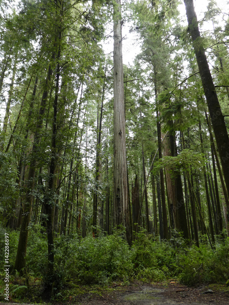 Obraz premium Redwood Forest