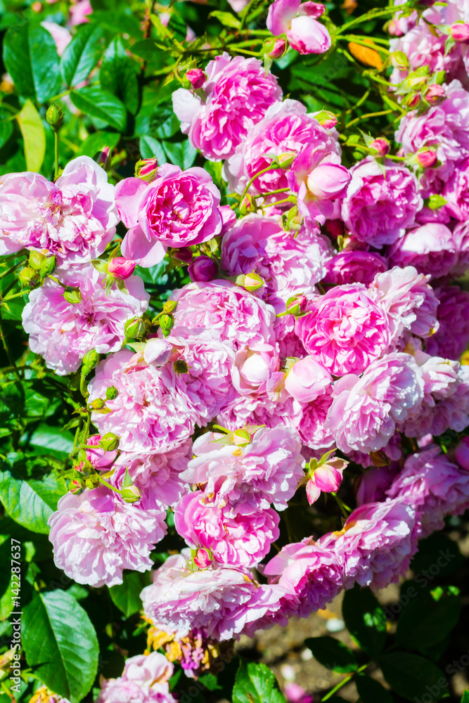 Obraz premium Beautiful rose garden in Summer, UK.