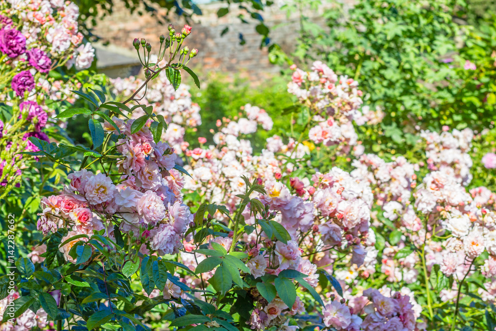 Obraz premium Beautiful rose garden in Summer, UK.