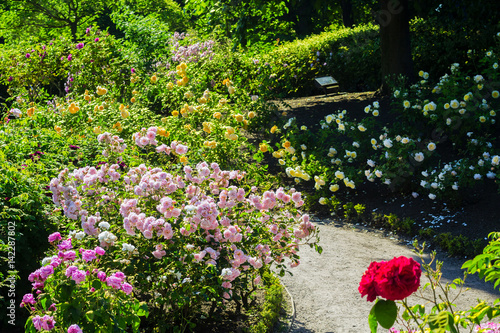 Beautiful rose garden in Summer, UK.