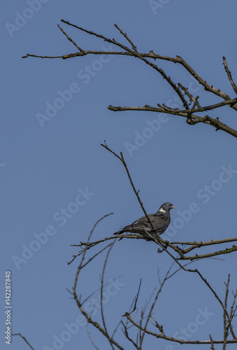 Turtle dove on tree in spring day