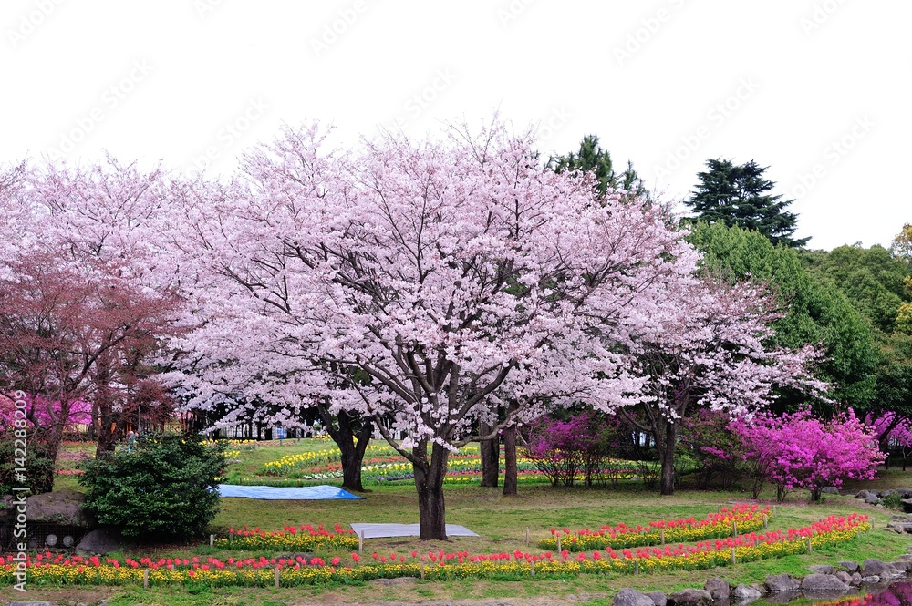 Fototapeta premium 別府公園