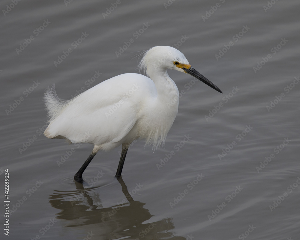 Snowy egret in North California marsh, with its reflection in the water Snowy egret in North California marsh, with its reflection in the water