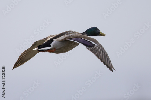 Wild duck flying, with drop of water on its feathers