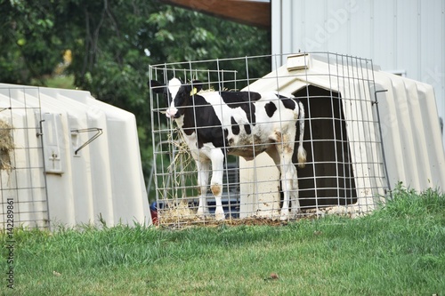 Holstein Calf Hutch