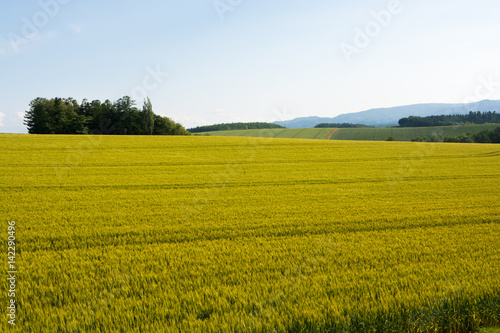 初夏の麦畑